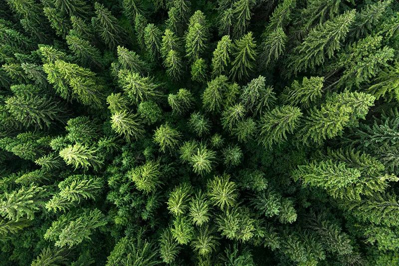 Skogslandskap — symbol för SVEBRAs miljöarbete.